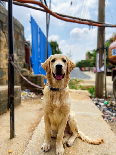 坐在户外的成年金毛猎犬
